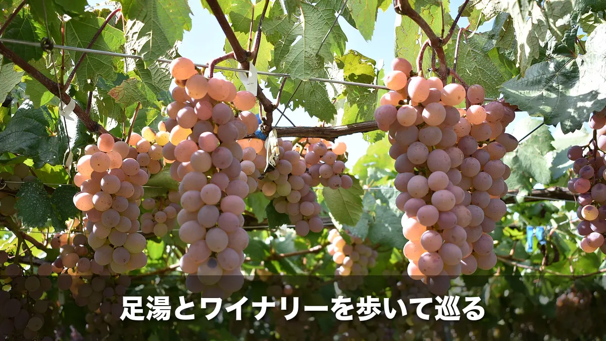 山梨のぶどう棚に実る甲州ぶどう