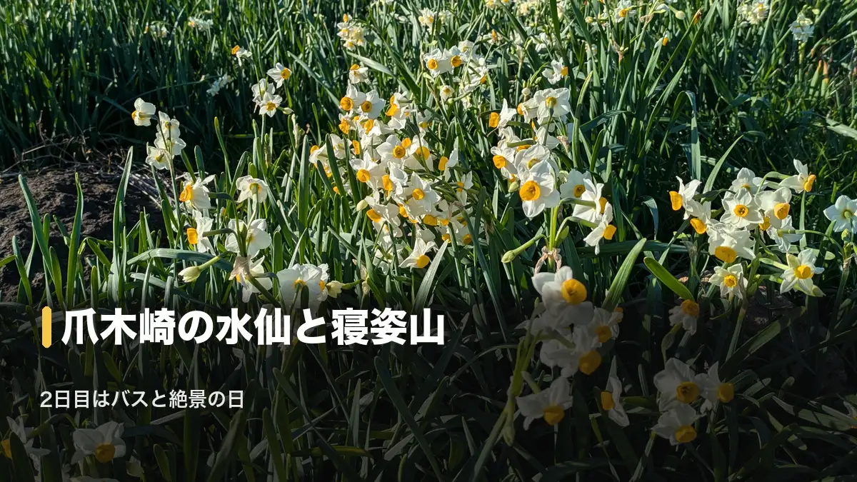 爪木崎の水仙群生地、2日目は爪木崎の水仙と寝姿山の絶景