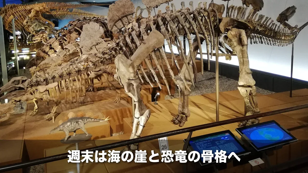 恐竜博物館に並ぶ恐竜の全身骨格