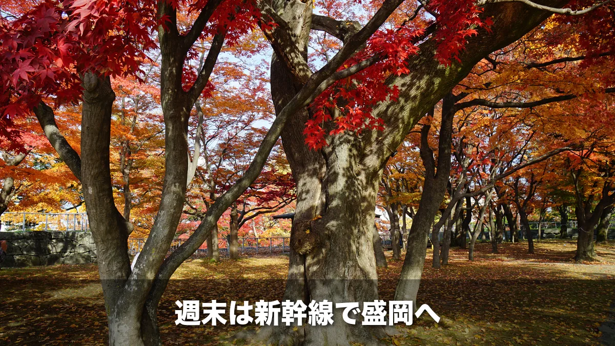 盛岡城跡公園の真っ赤な紅葉