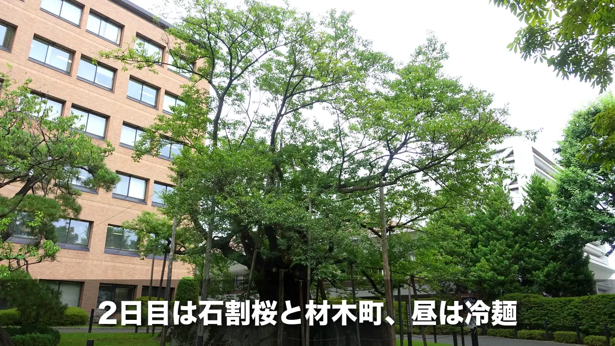 盛岡地方裁判所の前庭に立つ石割桜