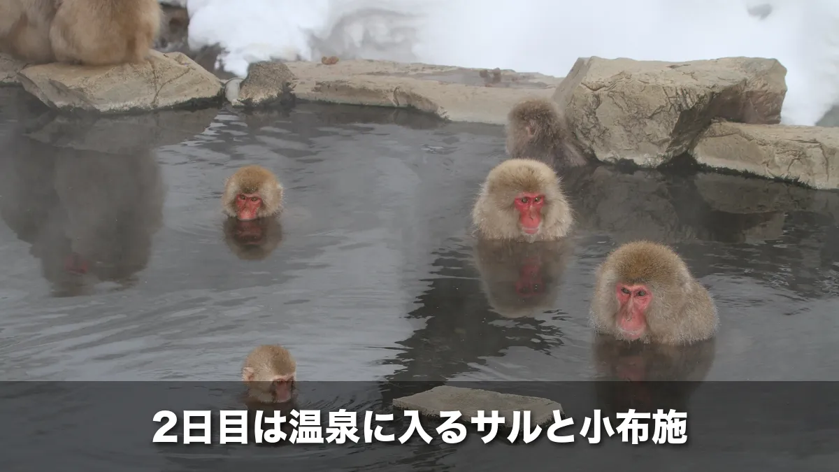 地獄谷野猿公苑で温泉に入るニホンザル