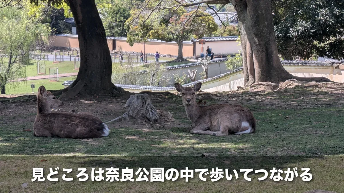 奈良公園の木陰で休む鹿