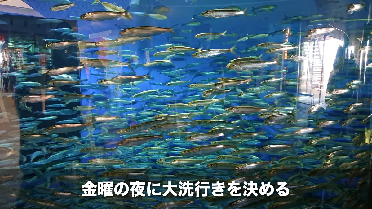 アクアワールド大洗のイワシの群れ