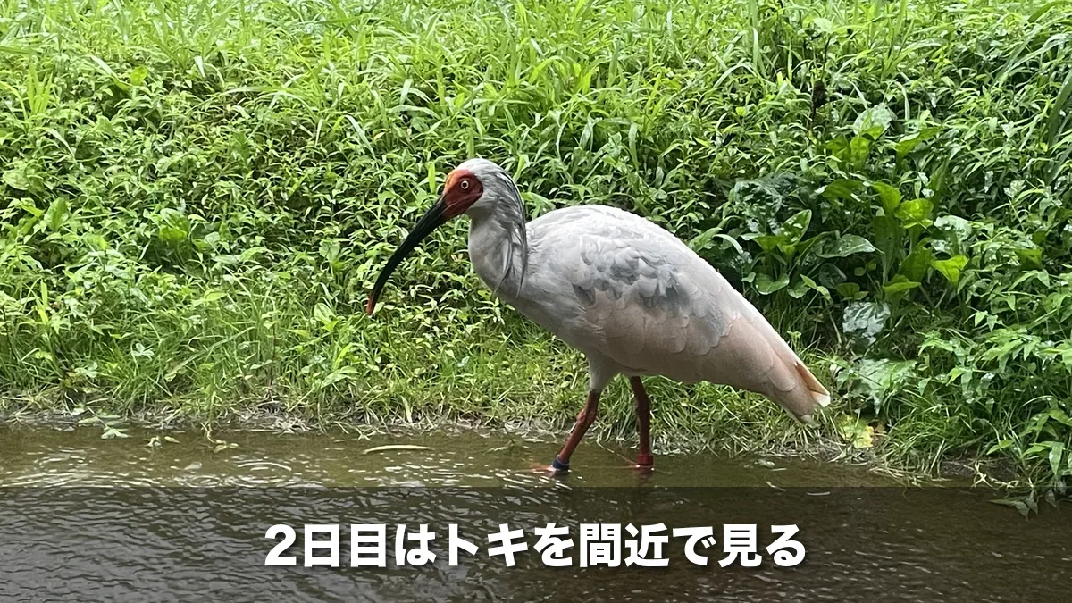 水辺を歩くトキ