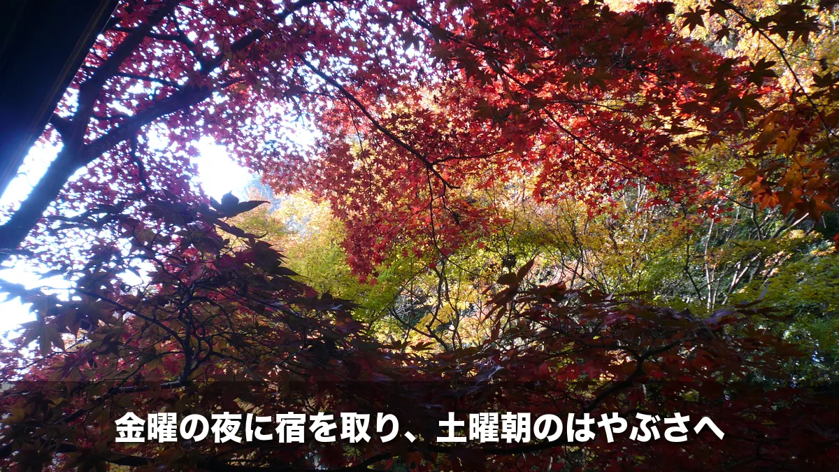 紅葉したモミジ