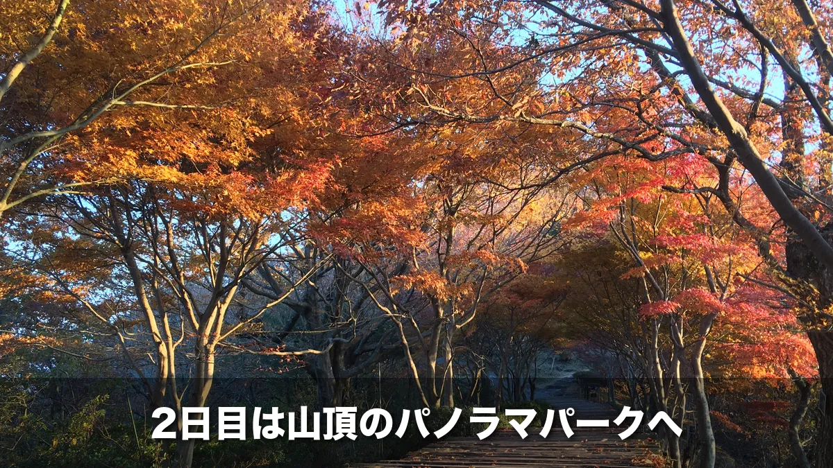 伊豆パノラマパーク山頂の紅葉の遊歩道