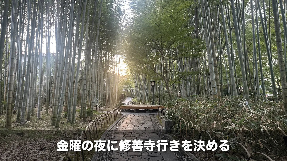 朝の光が差す竹林の小径