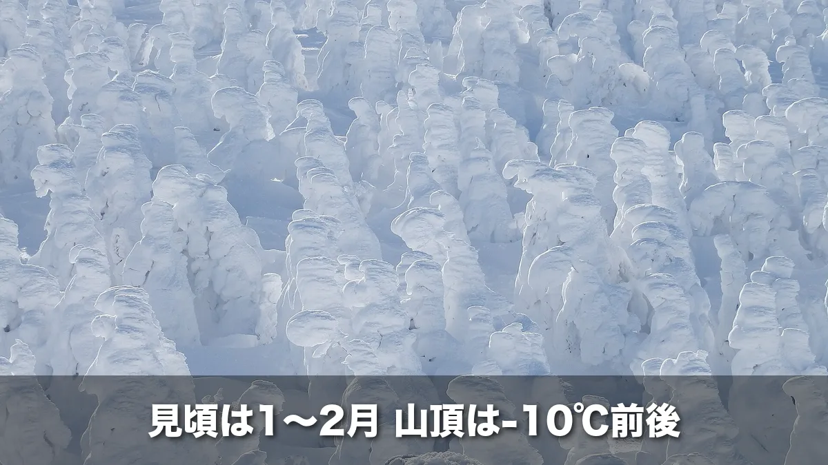 一面に並ぶ蔵王の樹氷