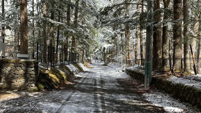 雪が積もった冬の軽井沢の森の小道