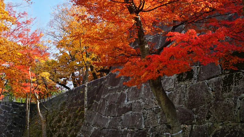 紅葉に色づく盛岡城跡公園の石垣