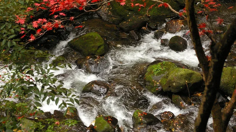 湯河原 万葉公園の渓流と紅葉