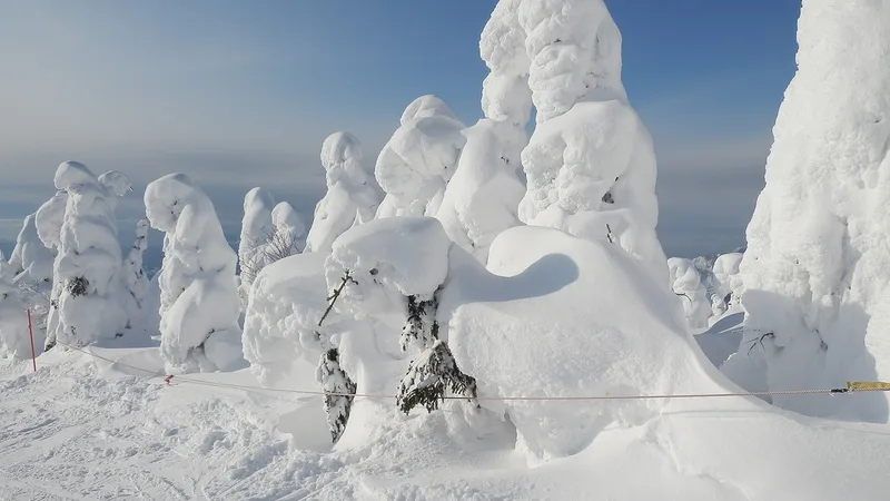 青空の下に並ぶ蔵王の樹氷