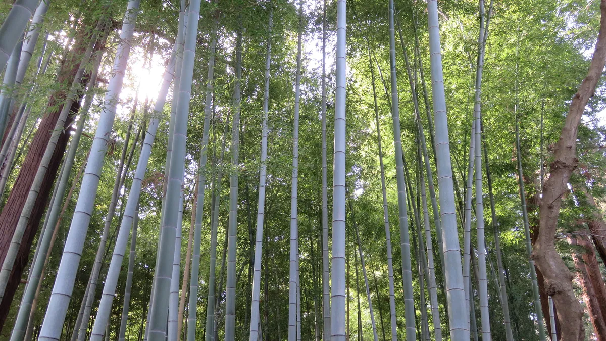 偕楽園の孟宗竹林